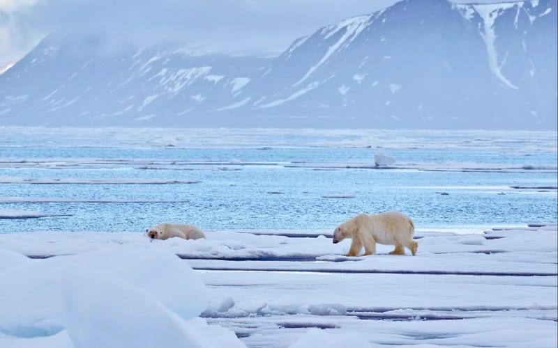 Polar bear resting on blue Arctic sea ice, Svalbard, Norway