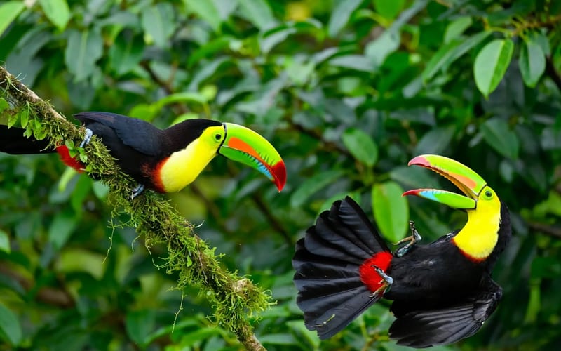 Colourful toucans perched on a mossy branch in Costa Rica