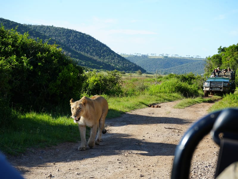 Safari & Wildlife