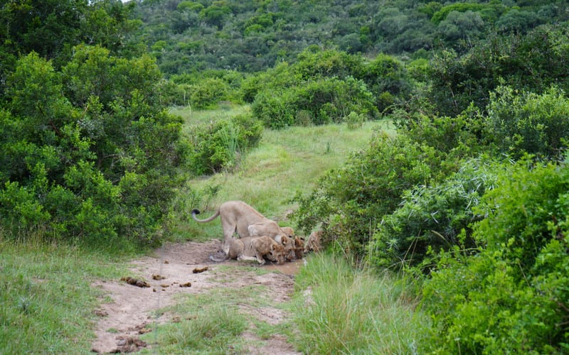 Lioness with cubs in the South African bush